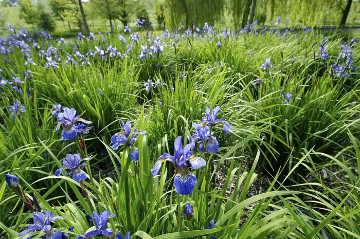 Gerahmter Druck : Iris sibirica Gerahmter Druck : Iris sibirica