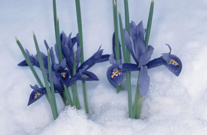 Gerahmter Druck : Iris im Schnee (Iris reticulata) Gerahmter Druck : Iris im Schnee (Iris reticulata)