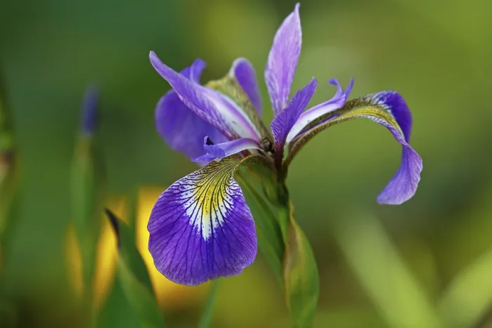 Gerahmter Druck : Iris versicolor (Iris versicolor) Gerahmter Druck : Iris versicolor (Iris versicolor)