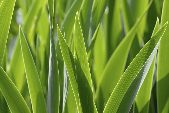 Gerahmter Druck : Irisen (Iris), Blätter gegen das Licht.