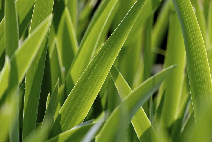 Gerahmter Druck : Irisen (Iris), Blätter gegen das Licht. Gerahmter Druck : Irisen (Iris), Blätter gegen das Licht.