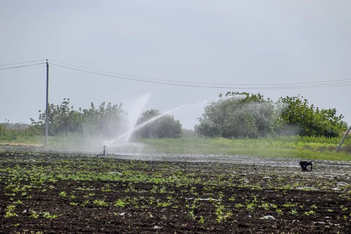 Gerahmter Druck : Irrigationsystem im Feld von Melonen. Gerahmter Druck : Irrigationsystem im Feld von Melonen.