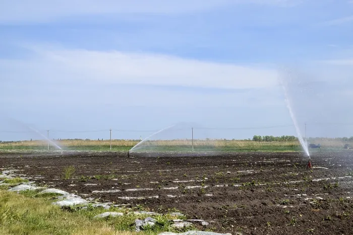Gerahmter Druck : Irrigationsystem im Feld von Melonen. Gerahmter Druck : Irrigationsystem im Feld von Melonen.
