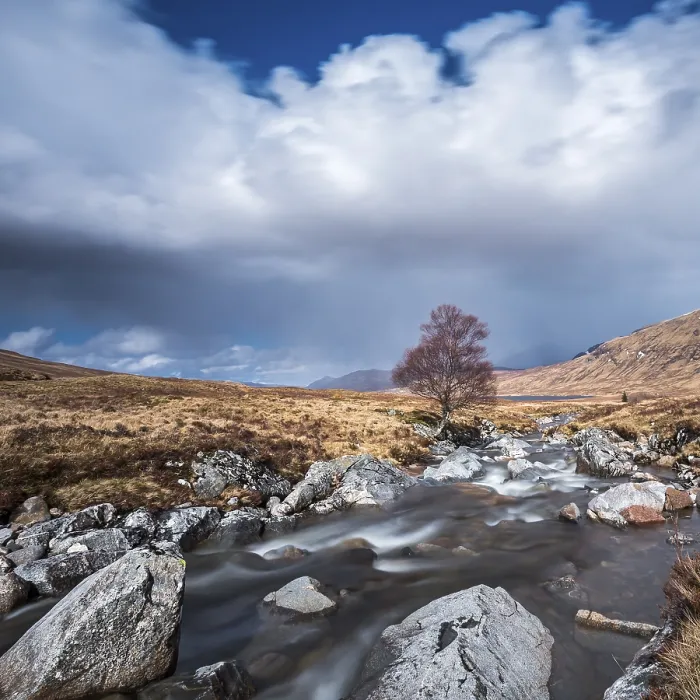Gerahmter Druck : Ein isolierter Baum am Fluss Ossian. Gerahmter Druck : Ein isolierter Baum am Fluss Ossian.
