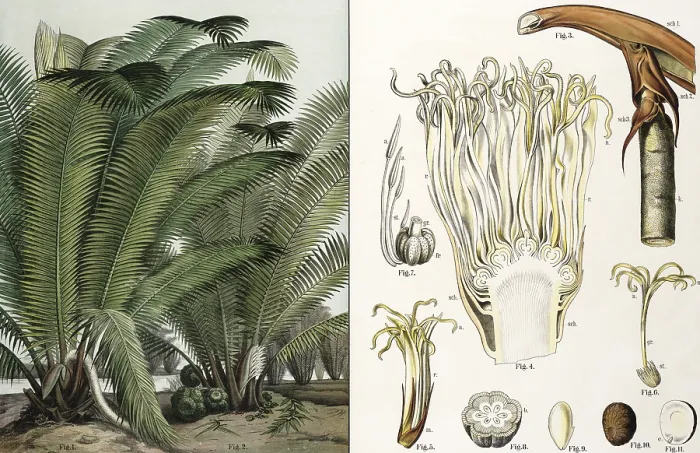 Gerahmter Druck : Elfenbeinpalme, Phytelephas macrocarpa. Gerahmter Druck : Elfenbeinpalme, Phytelephas macrocarpa.