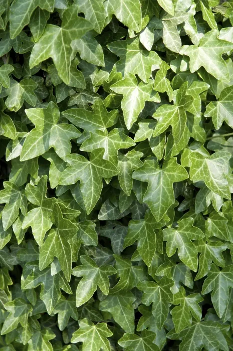 Gerahmter Druck : Ivy (Hedera) Gerahmter Druck : Ivy (Hedera)