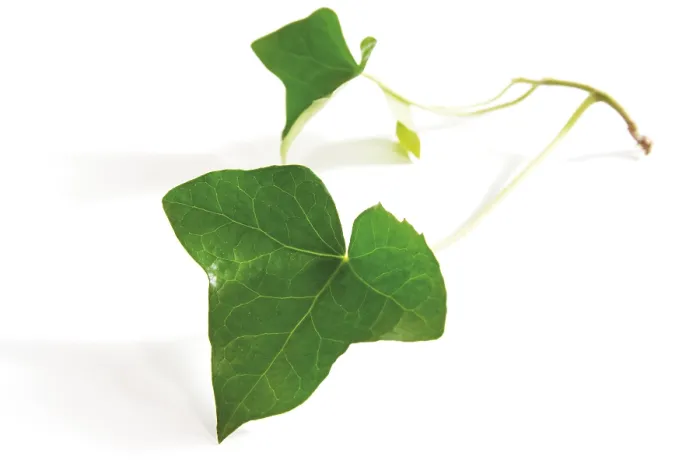 Gerahmter Druck : Efeublätter (Hedera) Gerahmter Druck : Efeublätter (Hedera)