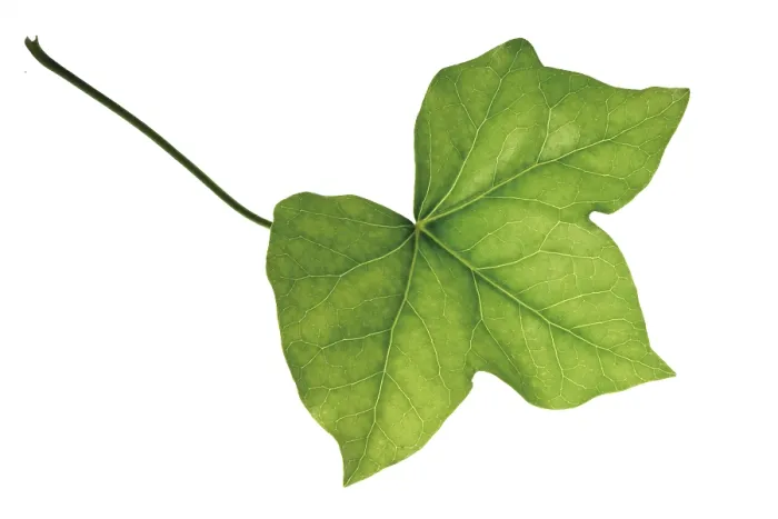 Gerahmter Druck : Efeublätter (Hedera) Gerahmter Druck : Efeublätter (Hedera)