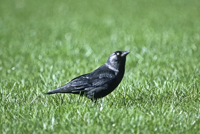 Gerahmter Druck : Der Turmschwalbe, Corvus monedula Gerahmter Druck : Der Turmschwalbe, Corvus monedula