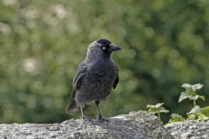 Gerahmter Druck : Corvus monedula Gerahmter Druck : Corvus monedula