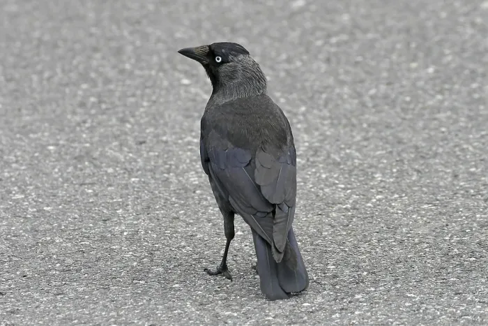 Gerahmter Druck : Maulwurf, Corvus monedula, Maulwurff Gerahmter Druck : Maulwurf, Corvus monedula, Maulwurff