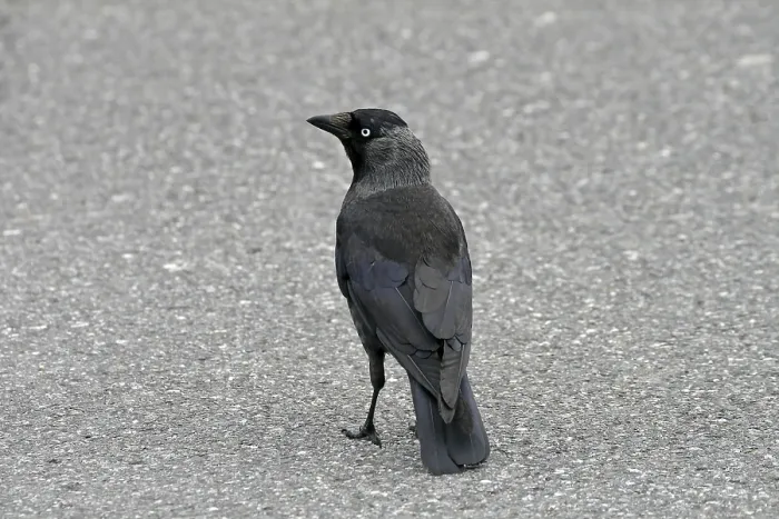 Gerahmter Druck : Kraai, Corvus monedula, Dohle Gerahmter Druck : Kraai, Corvus monedula, Dohle