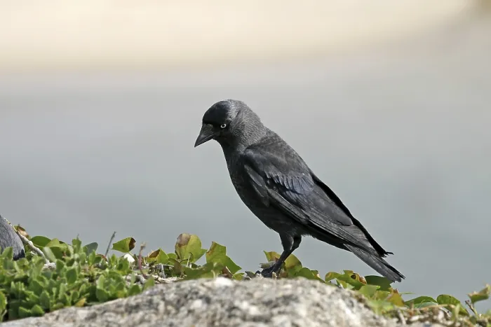 Gerahmter Druck : Maulwurf, Corvus monedula, Amsel Gerahmter Druck : Maulwurf, Corvus monedula, Amsel