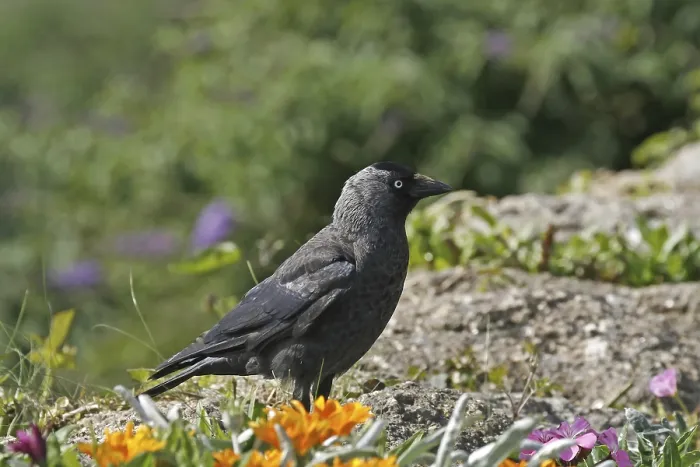 Gerahmter Druck : Maulwurf, Corvus monedula, Maulwurff Gerahmter Druck : Maulwurf, Corvus monedula, Maulwurff