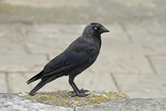 Gerahmter Druck : Maulwurf, Corvus monedula, Amsel Gerahmter Druck : Maulwurf, Corvus monedula, Amsel