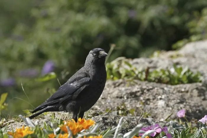 Gerahmter Druck : Maulwurf, Corvus monedula, Amsel Gerahmter Druck : Maulwurf, Corvus monedula, Amsel