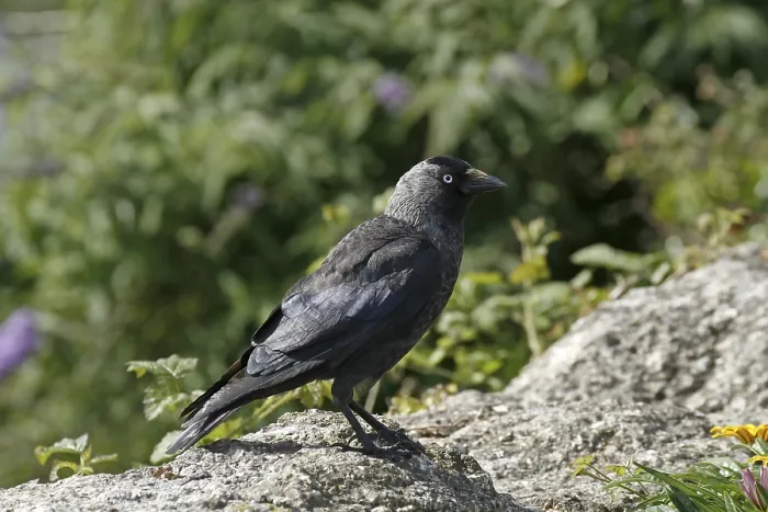 Gerahmter Druck : Korvette, Corvus monedula, Korvette Gerahmter Druck : Korvette, Corvus monedula, Korvette