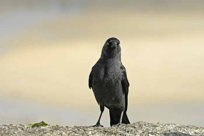 Gerahmter Druck : Maulwurf, Corvus monedula, Mauersegler Gerahmter Druck : Maulwurf, Corvus monedula, Mauersegler