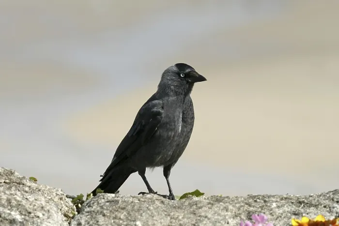 Gerahmter Druck : Maulwurf, Corvus monedula, Mauersegler Gerahmter Druck : Maulwurf, Corvus monedula, Mauersegler