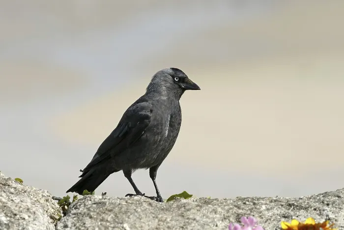 Gerahmter Druck : Maulwurf, Corvus monedula, Mauerlämmchen Gerahmter Druck : Maulwurf, Corvus monedula, Mauerlämmchen