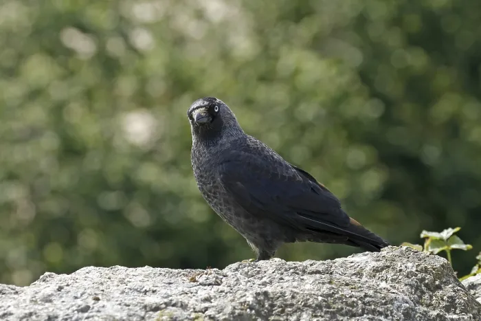 Gerahmter Druck : Maulwurf, Corvus monedula, Mauersegler Gerahmter Druck : Maulwurf, Corvus monedula, Mauersegler