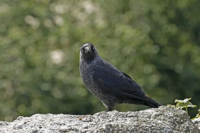 Gerahmter Druck : Maulwurf, Corvus monedula, Mauerlämmchen Gerahmter Druck : Maulwurf, Corvus monedula, Mauerlämmchen