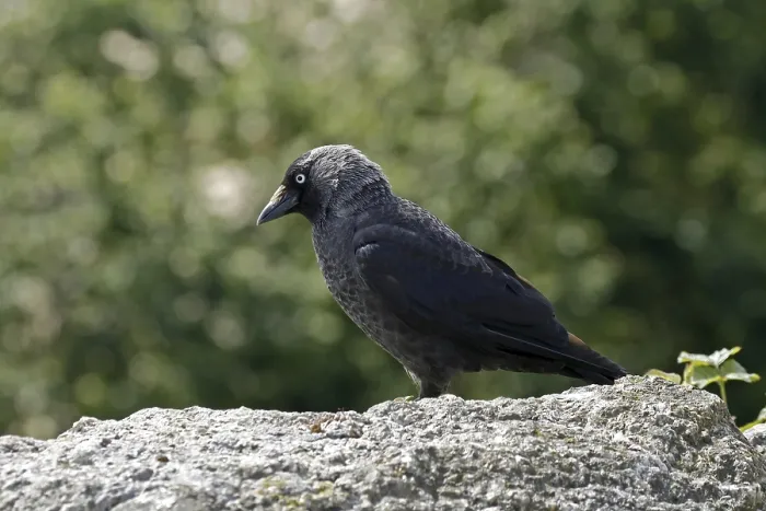 Gerahmter Druck : Maulwurf, Corvus monedula, Maulwurff Gerahmter Druck : Maulwurf, Corvus monedula, Maulwurff