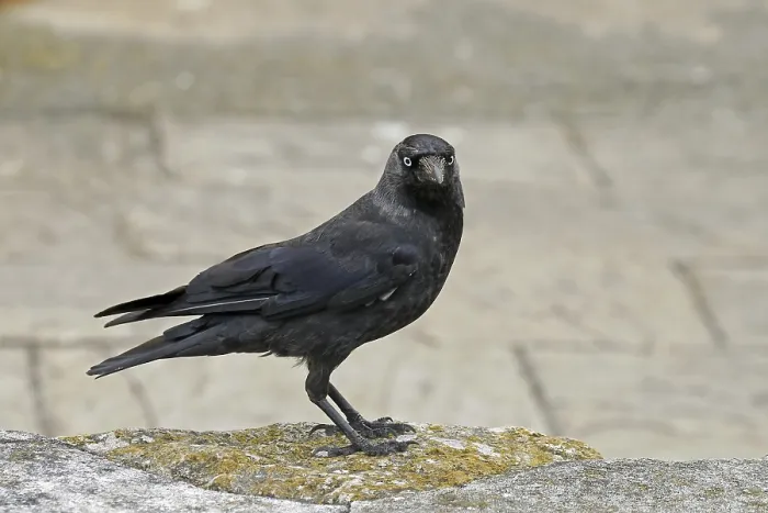 Gerahmter Druck : Maulwurf, Corvus monedula, Mauersegler Gerahmter Druck : Maulwurf, Corvus monedula, Mauersegler