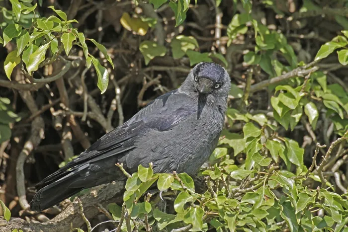 Gerahmter Druck : Maulwurf (Corvus monedula), Münster Gerahmter Druck : Maulwurf (Corvus monedula), Münster
