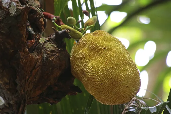 Gerahmter Druck : Jackfruchtbaum (Artocarpus heterophyllus) Gerahmter Druck : Jackfruchtbaum (Artocarpus heterophyllus)