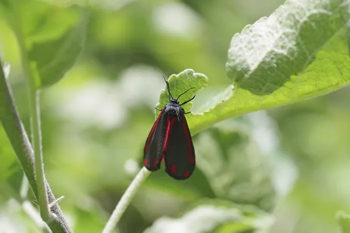 Gerahmter Druck : Jacobswurzelbohrer (Tyria jacobaeae) Gerahmter Druck : Jacobswurzelbohrer (Tyria jacobaeae)