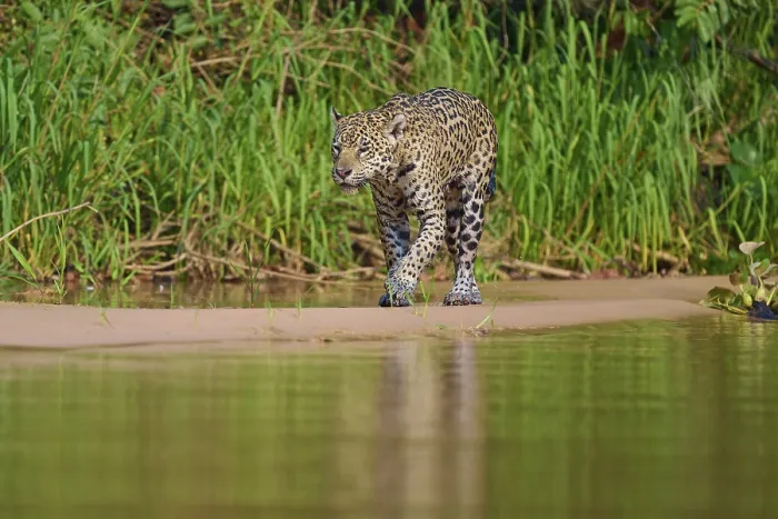 Gerahmter Druck : Jaguar am Wassertrand Gerahmter Druck : Jaguar am Wassertrand