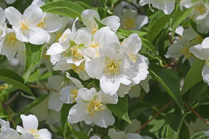 Gerahmter Druck : Jasmin Gerahmter Druck : Jasmin