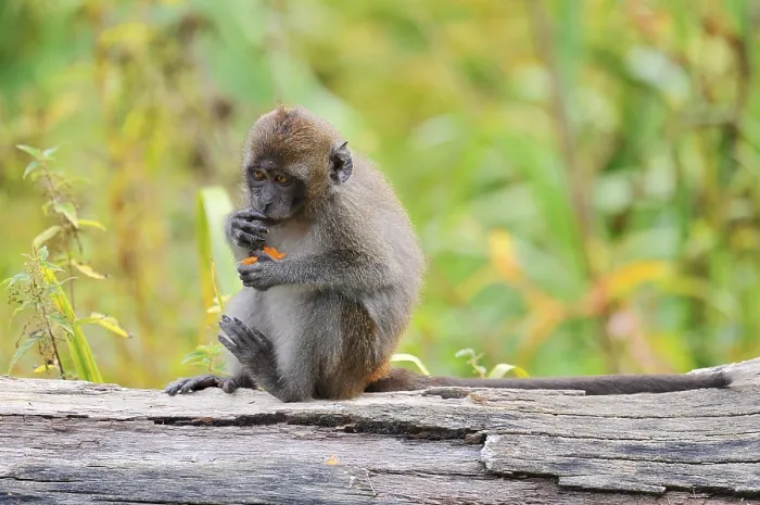 Gerahmter Druck : Java-Affe (Macaca fascicularis) Gerahmter Druck : Java-Affe (Macaca fascicularis)