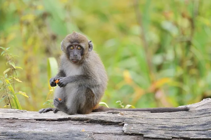 Gerahmter Druck : Javaaffe (Macaca fascicularis) Gerahmter Druck : Javaaffe (Macaca fascicularis)