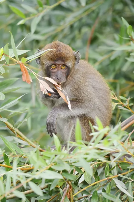 Gerahmter Druck : Java-Affen (Macaca fascicularis), Jungtier, in Gefangenschaft, Vorkommen in Südostasien Gerahmter Druck : Java-Affen (Macaca fascicularis), Jungtier, in Gefangenschaft, Vorkommen in Südostasien