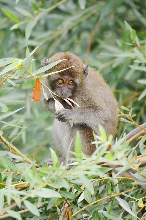Gerahmter Druck : Javaaffe (Macaca fascicularis) Gerahmter Druck : Javaaffe (Macaca fascicularis)