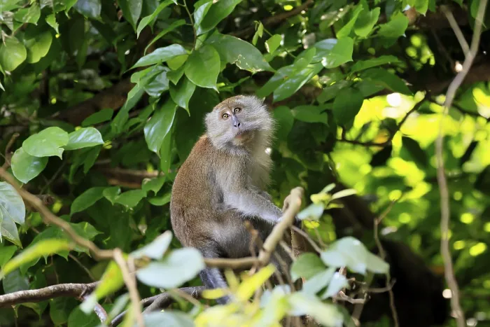 Gerahmter Druck : Javaner-Affe (Macaca fascicularis) Gerahmter Druck : Javaner-Affe (Macaca fascicularis)