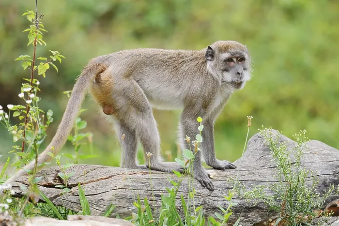 Gerahmter Druck : Javaneraffe (Macaca fascicularis) Gerahmter Druck : Javaneraffe (Macaca fascicularis)