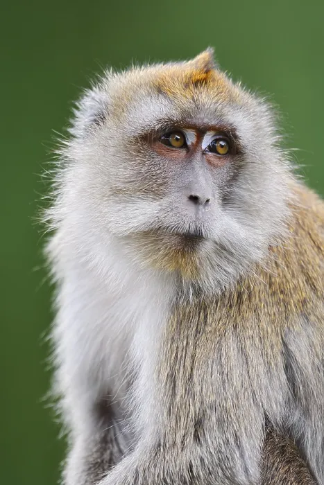 Gerahmter Druck : Javaneraffe (Macaca fascicularis) Gerahmter Druck : Javaneraffe (Macaca fascicularis)