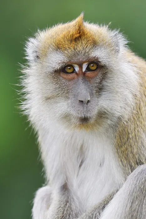 Gerahmter Druck : Javaner-Affe (Macaca fascicularis) Gerahmter Druck : Javaner-Affe (Macaca fascicularis)