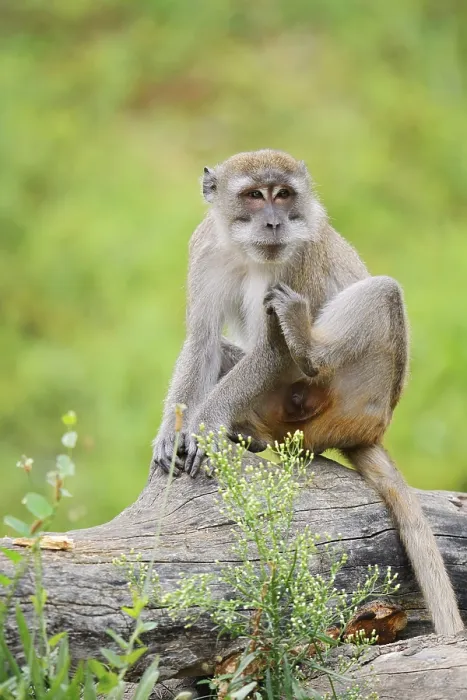 Gerahmter Druck : Javaner Affe (Macaca fascicularis) in Gefangenschaft Gerahmter Druck : Javaner Affe (Macaca fascicularis) in Gefangenschaft