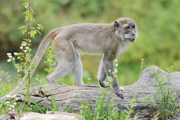 Gerahmter Druck : Javaner Affe (Macaca fascicularis) in Gefangenschaft, Südostasien Gerahmter Druck : Javaner Affe (Macaca fascicularis) in Gefangenschaft, Südostasien