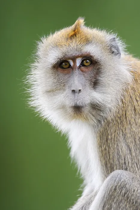 Gerahmter Druck : Javaner Affe (Macaca fascicularis) in Gefangenschaft, Portrait Gerahmter Druck : Javaner Affe (Macaca fascicularis) in Gefangenschaft, Portrait