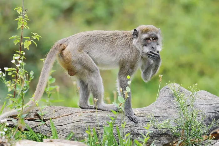 Gerahmter Druck : Javaner-Affe (Macaca fascicularis) Gerahmter Druck : Javaner-Affe (Macaca fascicularis)