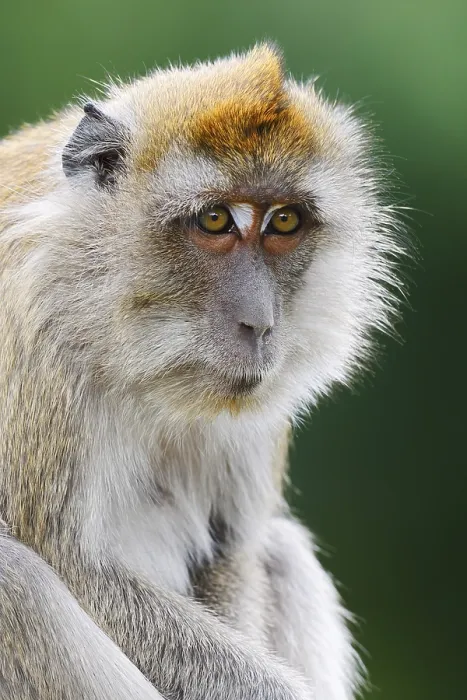 Gerahmter Druck : Javaner-Affe (Macaca fascicularis) Gerahmter Druck : Javaner-Affe (Macaca fascicularis)