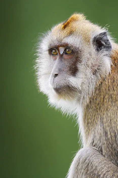 Gerahmter Druck : Javaner-Affe (Macaca fascicularis) Gerahmter Druck : Javaner-Affe (Macaca fascicularis)
