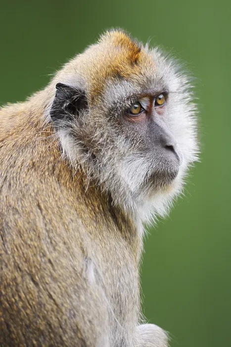 Gerahmter Druck : Javaner-Affe (Macaca fascicularis)