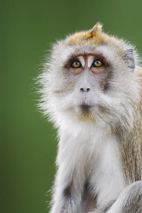 Gerahmter Druck : Javaner-Affe (Macaca fascicularis) Gerahmter Druck : Javaner-Affe (Macaca fascicularis)