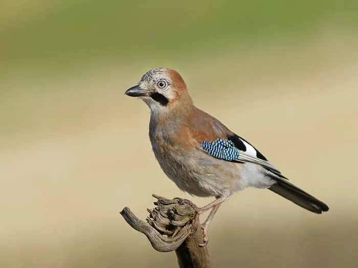 Gerahmter Druck : Ein Grauschnäpper (Garrulus glandarius) sitzt auf einem Wurzel. Gerahmter Druck : Ein Grauschnäpper (Garrulus glandarius) sitzt auf einem Wurzel.